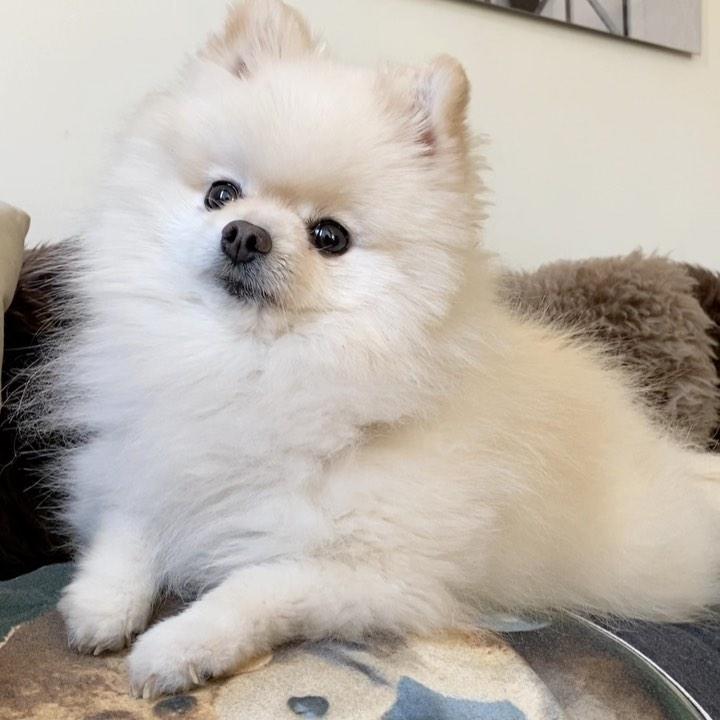 Julia (thepom)